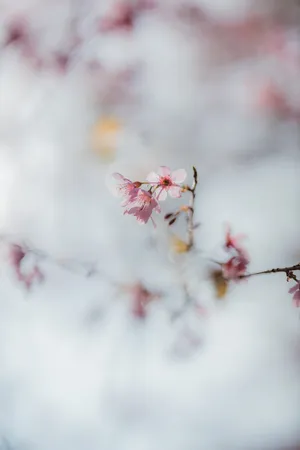 春天粉嫩桃花图片