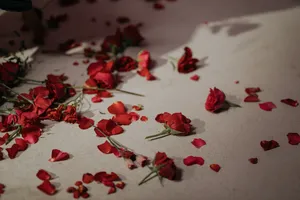 遍地玫瑰花图片_1