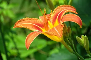 寓意美好的百合花图片