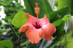 清新娇艳的红色芙蓉花图片