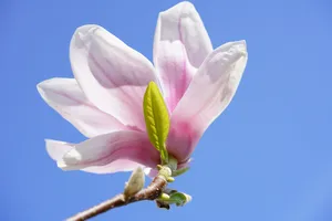 花瓣热烈绽放的玉兰花图片