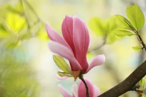 俏丽端庄的玉兰花图片
