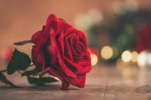 唯美风格玫瑰花图片