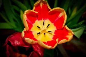 漂亮郁金香花朵绽放图片_1