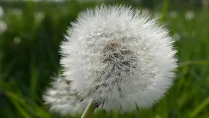 春天蒲公英图片