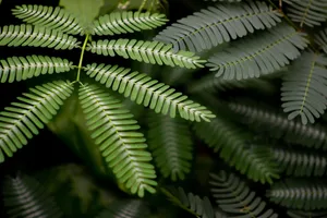 植物绿叶摄影图片