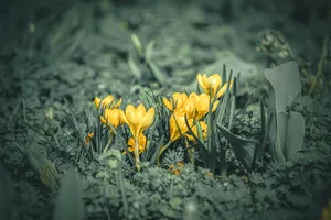 草地黄色藏红花图片_1