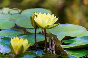 黄色睡莲花朵绽放图片