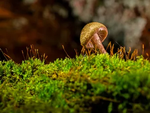 绿色的青苔图片