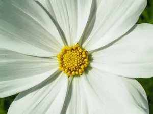 花蕊的特写图片_1