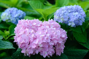 五颜六色的八仙花图片_1