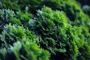 水生绿色青苔图片