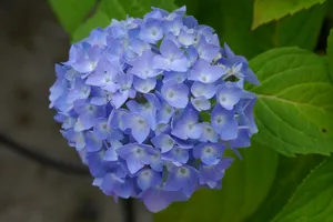 花团锦簇的淡紫色八仙花图片_1