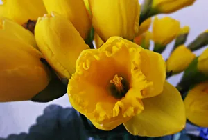 清丽高雅的水仙花图片