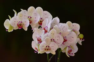 蝴蝶兰鲜花微距图片第1张