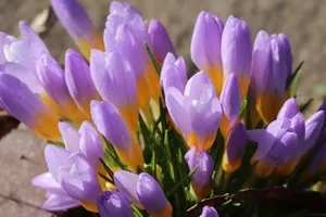 紫色藏红花鲜花图片_1