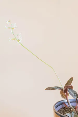 金线莲开花图片_1