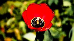 开放红色郁金香花朵图片_1