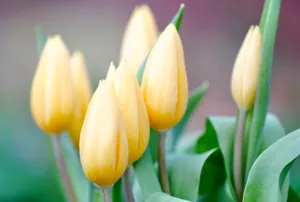 含苞待放郁金香花图片