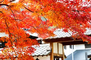 枫叶枝红色枫叶图片_1