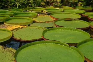 水植物绿色莲蓬图片_1
