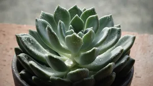 多汁肉质植物盆栽图片第1张