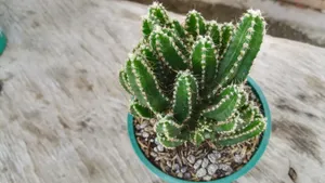 绿色仙人掌盆栽植物图片