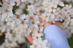 桃花枝桃花花朵摄影图片_1