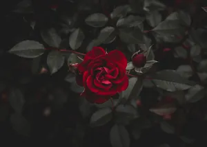 鲜艳热情的红玫瑰图片