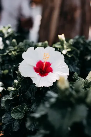 清新娇艳的芙蓉花图片第1张