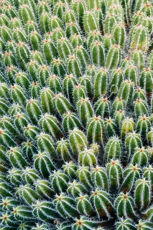 仙人掌植物林图片_1