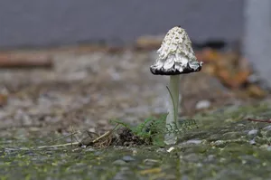 森里中白色的鸡腿蘑图片_1