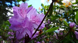 春天万紫千红的杜鹃花图片_1