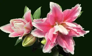 优雅芳香的百合花图片_1