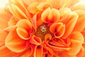 花瓣层次分明的大丽花图片