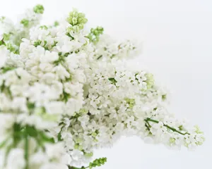 白色花穗图片