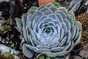 多汁肉质植物图片_1