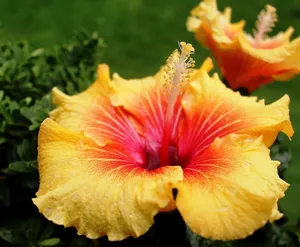 五颜六色的芙蓉花图片_1