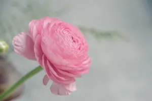 盛开的花毛茛图片