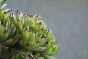 唯美清新的多肉植物图片