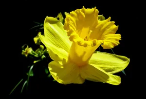 秀丽淡雅的黄色水仙花图片