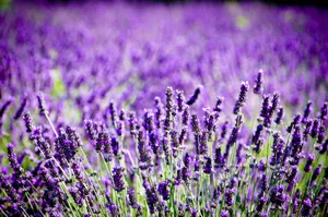 紫色薰衣草花海观赏图片