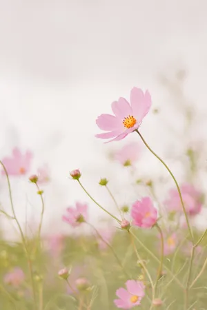 清新淡雅格桑花图片_1