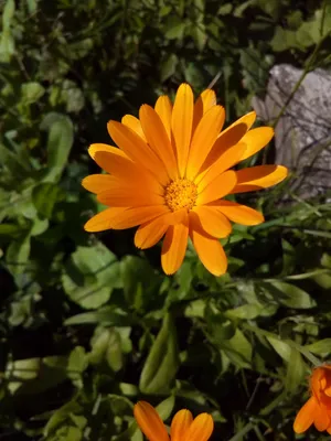 橙黄色的金盏花图片_1