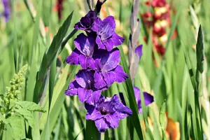 花色多样的唐菖蒲图片