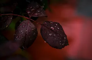 被雨水打湿的叶子图片