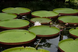池塘睡莲莲蓬图片