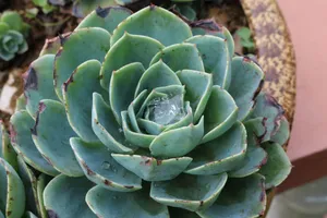 绿色肉质盆栽植物图片第1张