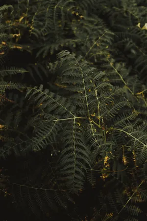 绿色的蕨类植物图片第1张