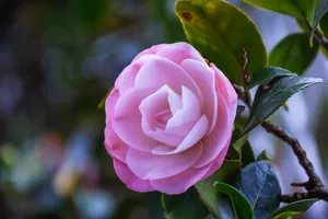 盛开粉色茶花花朵图片